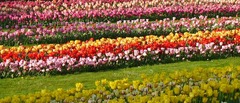 Tulpen im Elbauenpark
